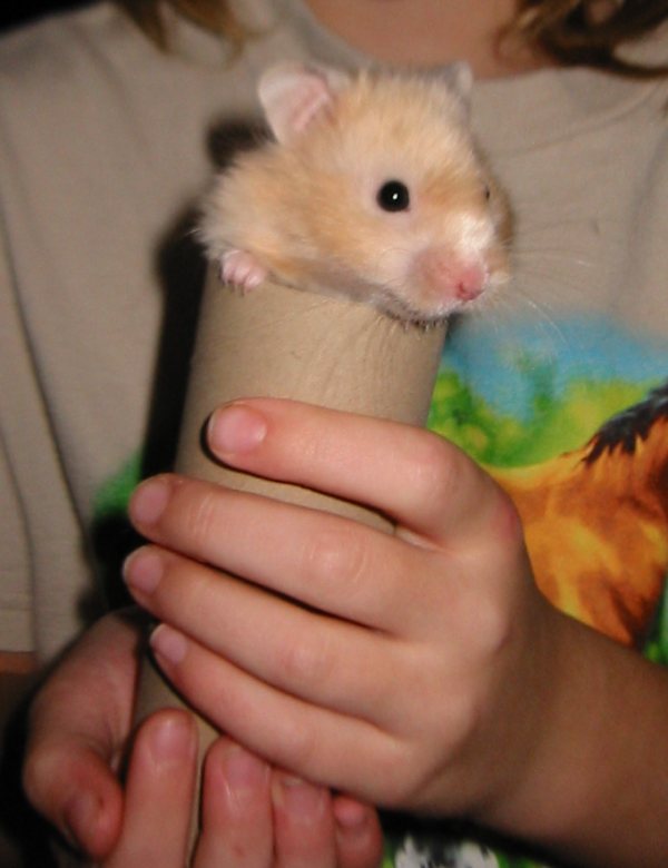 Biscuit